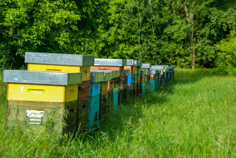 蜂箱,草地,生物学,农业,自然,beekeeper,蜂王浆,环境,图像,花粉