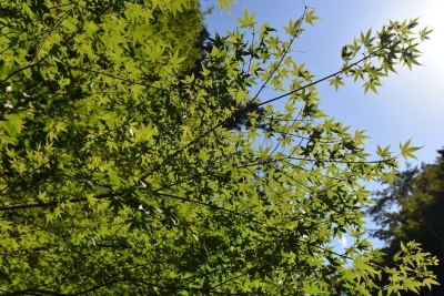 公园,森林,美浓,自然,箕面市,环境保护,图像,自然公园,夏天,户外