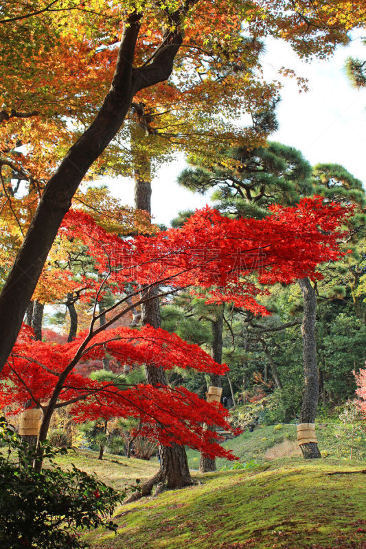 秋天,叶子,多色的,鸡爪枫,城市生活,景观设计,商务旅行,公园,池塘,著名景点