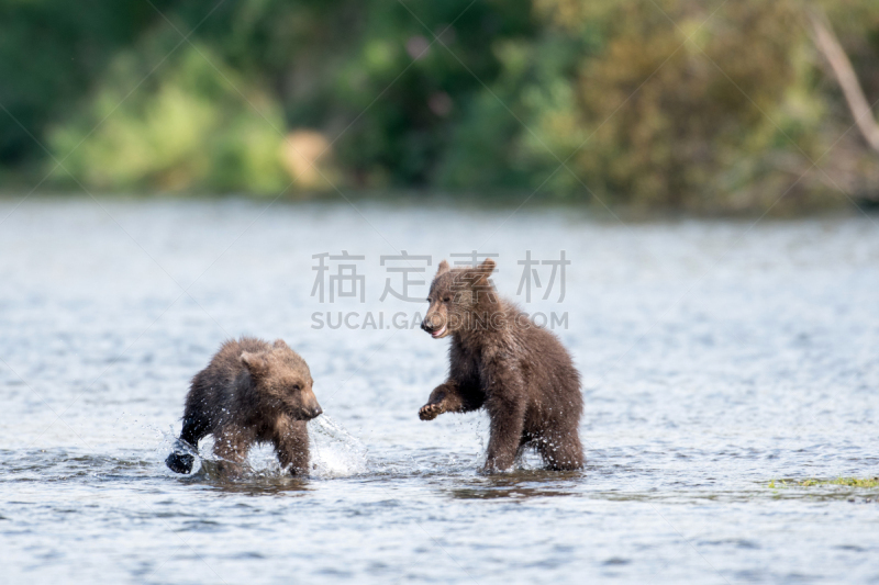 小熊,两只动物,进行中,褐色,科迪亚克棕熊,布鲁克斯河,棕熊,幼兽,阿拉斯加,野生动物