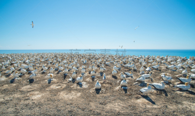 鲣鸟,鸟类,大群动物,cape kidnappers gannet colony,动物的巢,大洋洲,新西兰,桨叉架船,海湾,澳洲鲣鸟