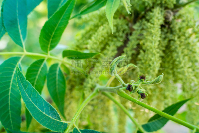 美洲山核桃,雄花,雌花,山核桃树,北开普省,春天,水平画幅,无人,南非,摄影