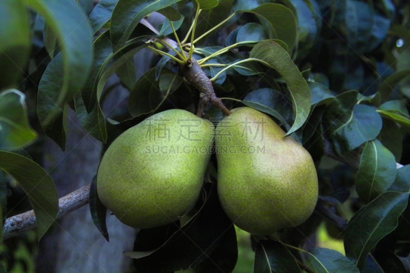 anjou pear,自然,水平画幅,绿色,梨,果园,水果,无人,清新,户外