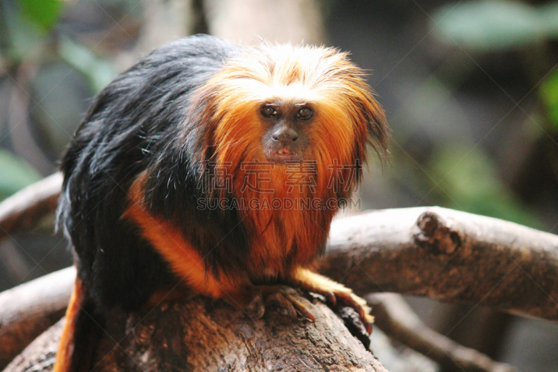 绢毛猴,濒危物种,狮子,金色,橙子,鬃毛,明亮,lion tamarin,猴子,自然