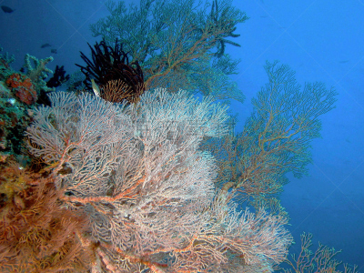 海洋,在下面,feather star,石帆珊瑚虫,礁石,水平画幅,地形,热带气候,无人,里面