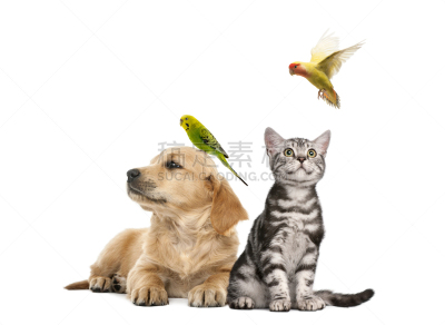 小狗,长尾鹦鹉,金毛寻回犬,鸟类,小猫,猫,宠物,狗,栖息,躺