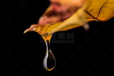 水,水滴,营养阶段,光合作用,水平画幅,湿,早晨,纯净,完美,黑色背景
