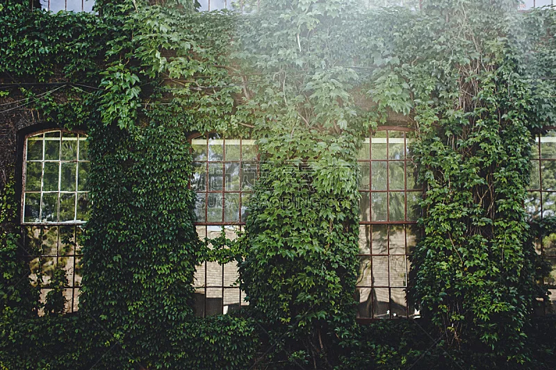 有蔓植物 围墙 水平画幅 枝繁叶茂 墙 无人 古典式 园林 户外图片素材下载 稿定素材