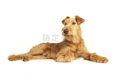 爱尔兰梗,纯种犬,水平画幅,快乐,家畜,梗犬,白色背景,肖像,背景分离,小狗