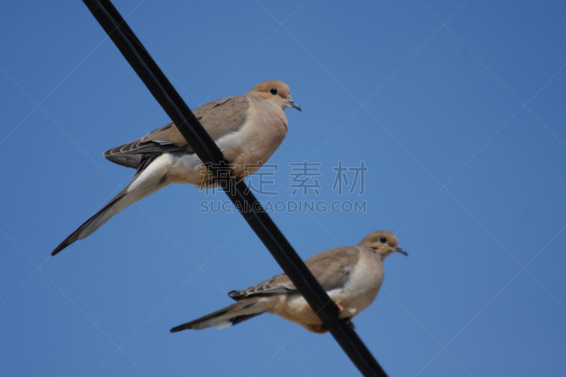 两个物体,斑鸠,平衡折角灯,电力线,分界线,天空,宁静,灰色,水平画幅,坐