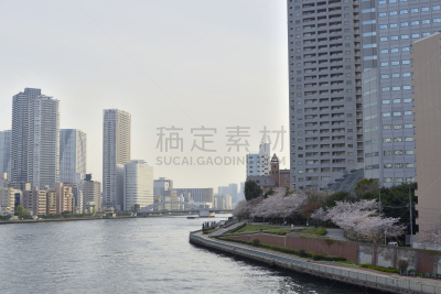 春天,伦敦城,刺针樱桃树木,月岛,晴美区,美洲稠李,银座,river sumida,斜拉桥,中央区