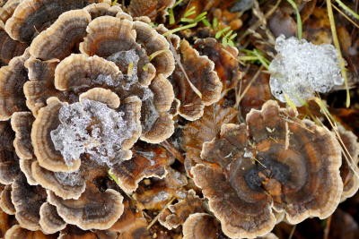冬天,蘑菇,森林,水平画幅,雪,无人,苔藓,户外,天鹅绒,特写
