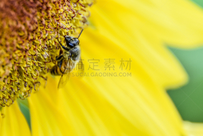 电子显微图,坎皮纳斯,自然美,春天,向日葵,植物,巴西,蜜蜂,户外,晴朗