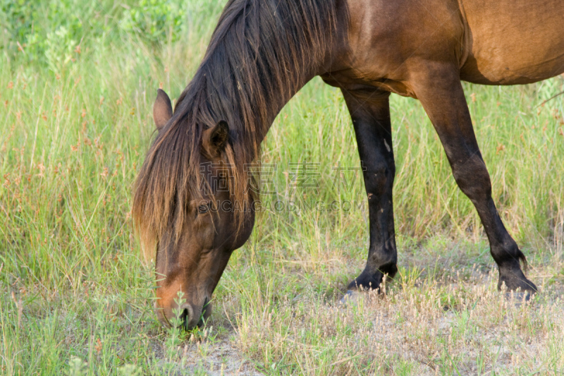 埃萨提岛,马,野外动物,chincoteague pony,马里兰,褐色,水平画幅,无人,草,食草