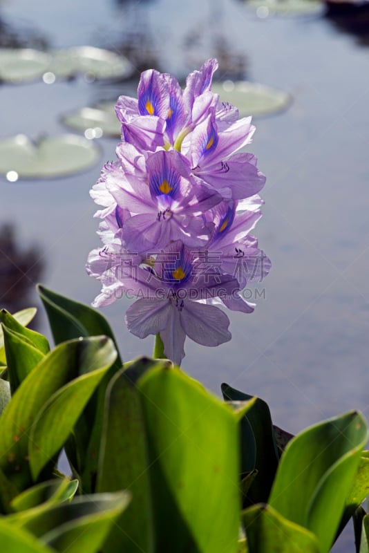 凤眼莲,水生植物,生态多样性,自然,垂直画幅,水,能源,无人,户外,野生植物