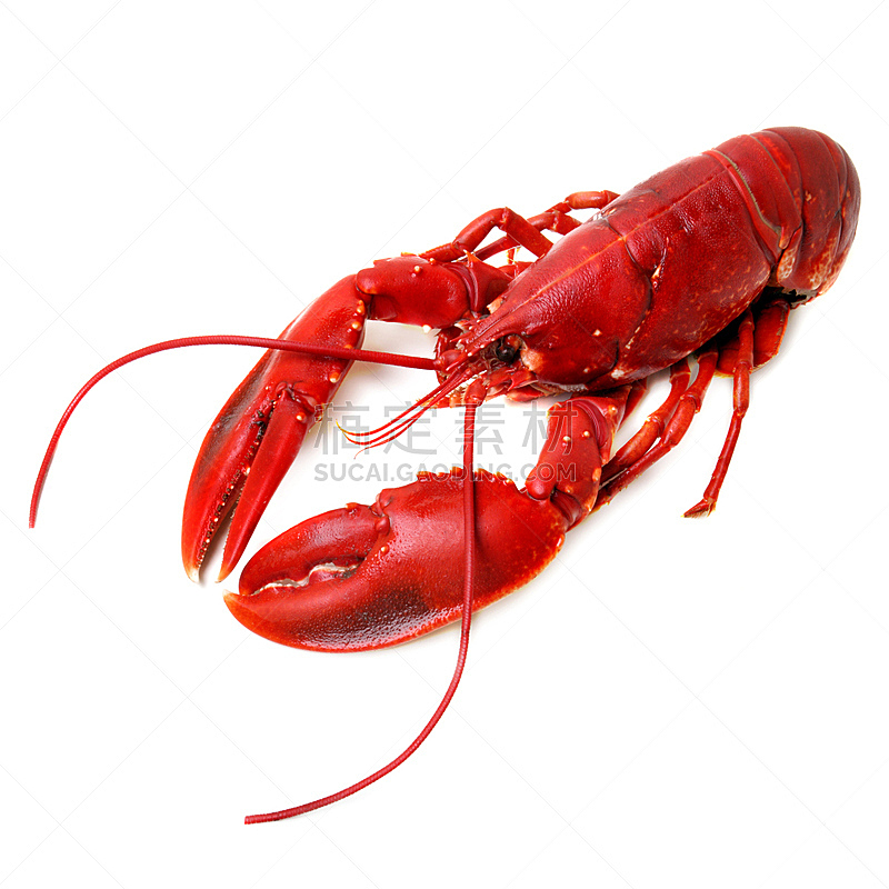 龙虾,全身像,白色背景,红色,分离着色,饮食,煮食,无人,色彩鲜艳,海产