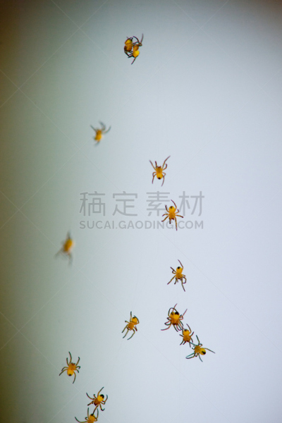 成一排,小的,蜘蛛,垂直画幅,符号,蜘蛛纲,野外动物,夏天,兄弟姐妹,断纹金蛛