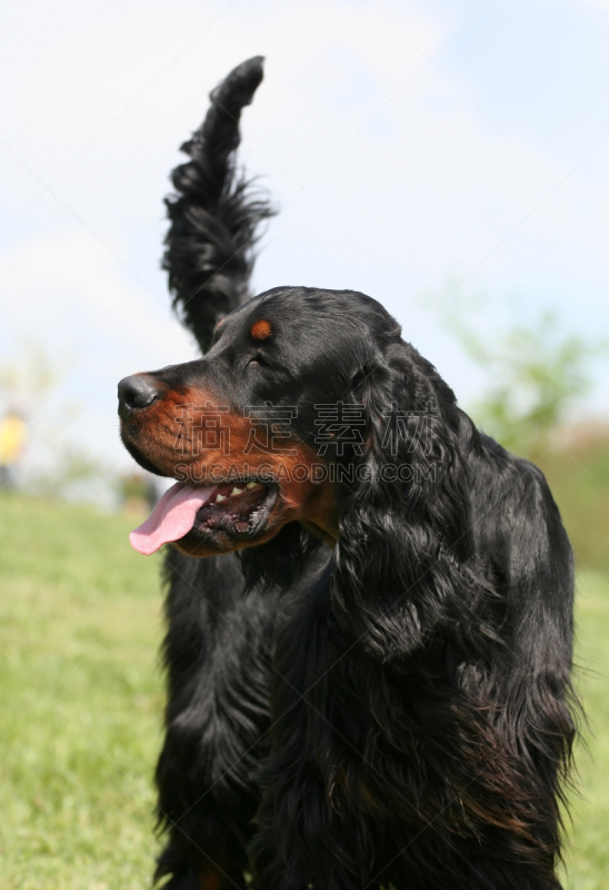 戈登塞特猎犬,垂直画幅,美,褐色,纯种犬,可爱的,无人,雄性动物,幼小动物,黑色