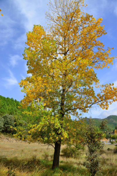 Natural landscape located between the municipalities of Salobre and Riópar, Albacete, Spain.
