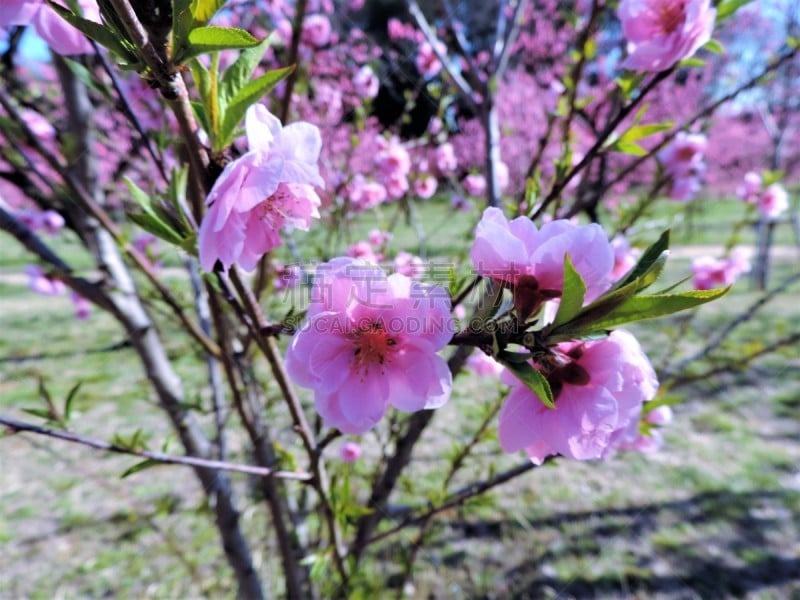 樱之花,和服,运动,彩色背景,樱桃,公园,想法,奥扎特公园,花见节,樱花