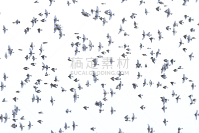 天空,一群鸟,安逸,旅途,自由,风,野生动物,环境,动物,鸟类