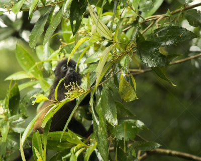 猴子,丛林索道,tortuguero national park,吼猴,托尔图格诺,里蒙省,生态多样性,哥斯达黎加,生态旅游,中美洲