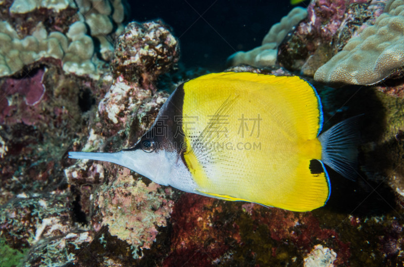 水肺潜水,夏威夷大岛,拉奈岛,深的,海洋生命,海星,神仙鱼,礁石,咸水鳗,珊瑚