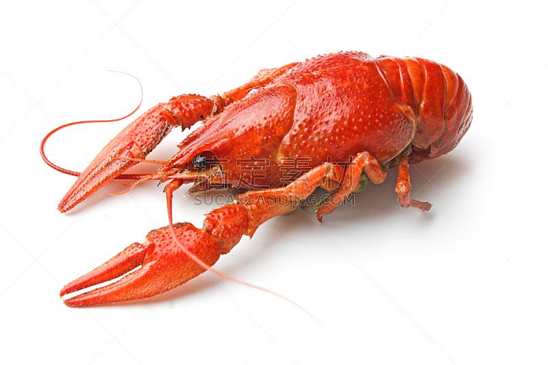 螯虾,煮食,洛伊斯·特斯特,龙虾,触须,红色,海产,香料,饮食,食品