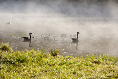 雁属,长春花属,佛蒙特,水平画幅,无人,鹅肉,丘陵鹅,鸟类,两只动物,早晨