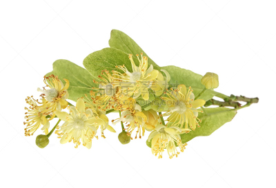 清新,欧锻树,叶子,白色背景,分离着色,健康保健,药,球座,健康,糖浆