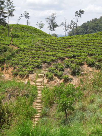 茶树,巴华利街,垂直画幅,台阶,枝繁叶茂,山,无人,户外,楼梯,农作物