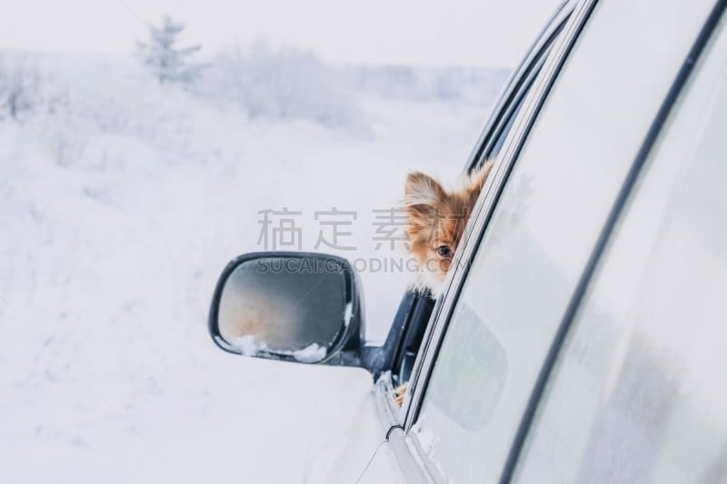 汽车,看,窗户,小狗,开着的,纯种犬,雪山,恐怖,狗,哺乳纲