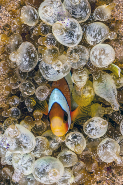白条海葵鱼,银线小丑,垂直画幅,图像,海洋,银莲花,动物,小巽他群岛,无人,雀鲷