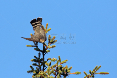 灰背隼,褐色,野生动物,水平画幅,无人,蓝色,鸟类,美洲,猎鹰,老鹰