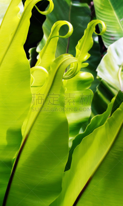蕨类,鸡尾酒,垂直画幅,形状,无人,夏天,特写,明亮,花蕾,植物