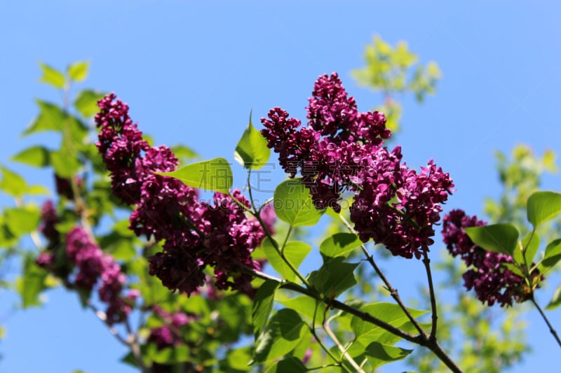 丁香花,枝,灌木林,花序,自然,美,芳香的,水平画幅,绿色,无人