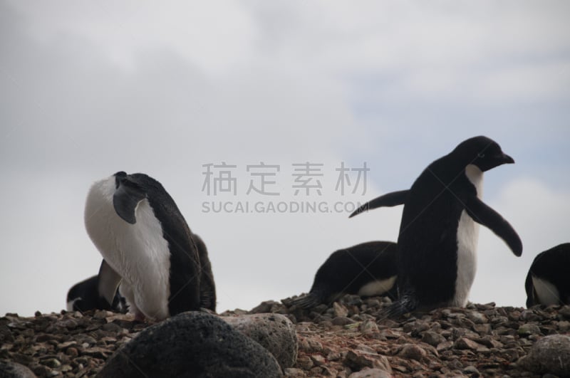 阿黛利企鹅,保利特岛,水平画幅,进行中,雪,南极半岛,鸟类,企鹅,户外,巴布亚企鹅