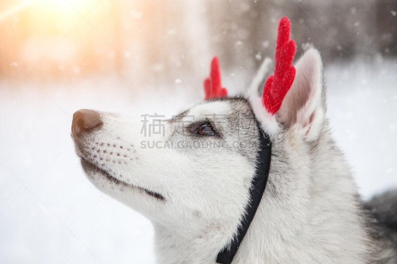 西伯利亚哈士奇犬,小狗,驯鹿角服装,russell,雪橇犬,动物耳朵,雪,智慧,动物身体部位