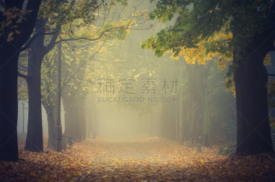 波兰,巷,秋天,克拉科夫,多色的,雾,派克大街,白昼,环境,橙色
