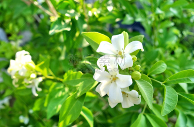 月橘,雄蕊,美,水平画幅,户外,泰国,雨林,活力,树林,白色