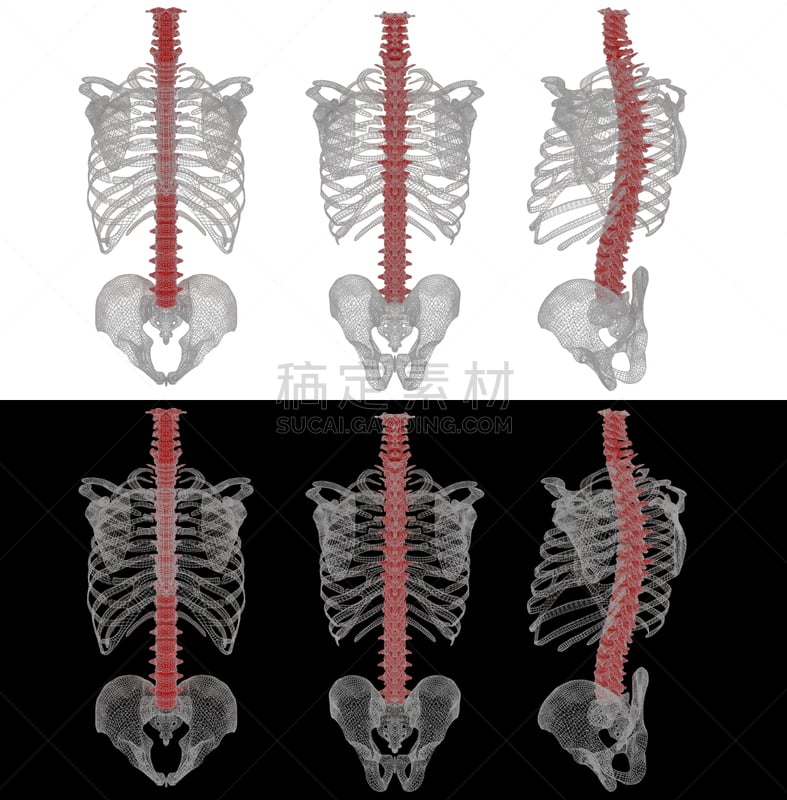 绘画插图,三维图形,脊柱,垂直画幅,正面视角,人类骨架,形状,海产,计算机制图,计算机图形学