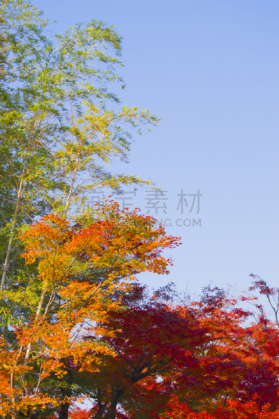 秋天,竹,叶子,竹子叶,鸡爪枫,星和园,垂直画幅,枫叶,秋冬季系列,无人