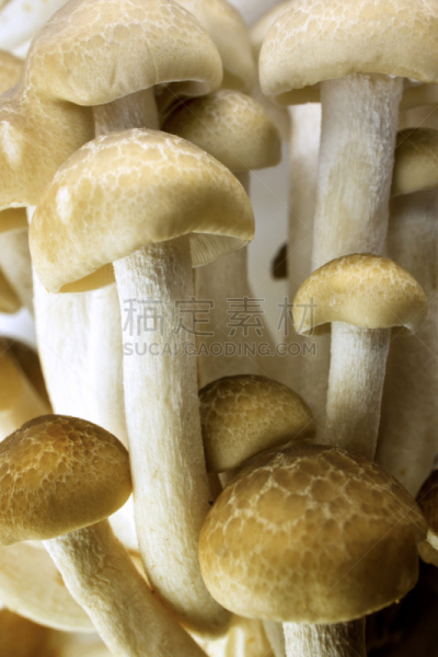 褐色,食用菌,山毛榉树,垂直画幅,孢子,食品杂货,生食,姬菇,特写,日本人