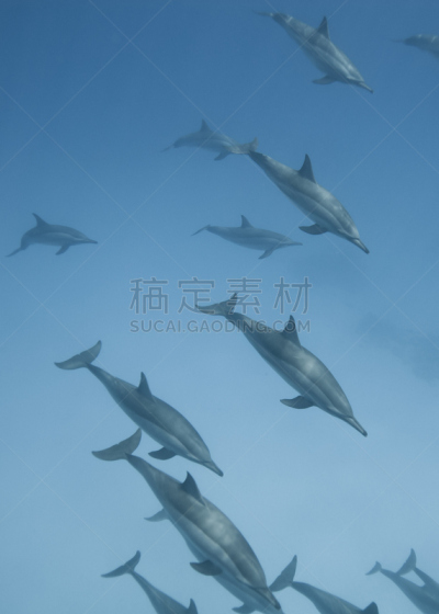 长吻原海豚,豌豆荚,垂直画幅,留白,无人,海豚,水下,埃及,动物习性,野外动物