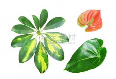 室内植物,美,水平画幅,无人,家庭生活,俄罗斯,白色,植物,热带气候,植物学