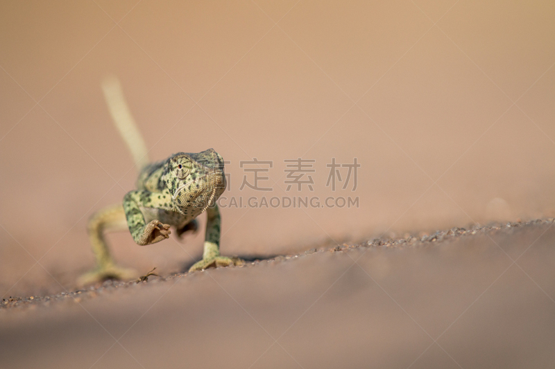 鳞片状颈变色龙,沙子,自然,野生动物,水平画幅,萨凡纳港市,南美大草原,非洲,变色龙,龙