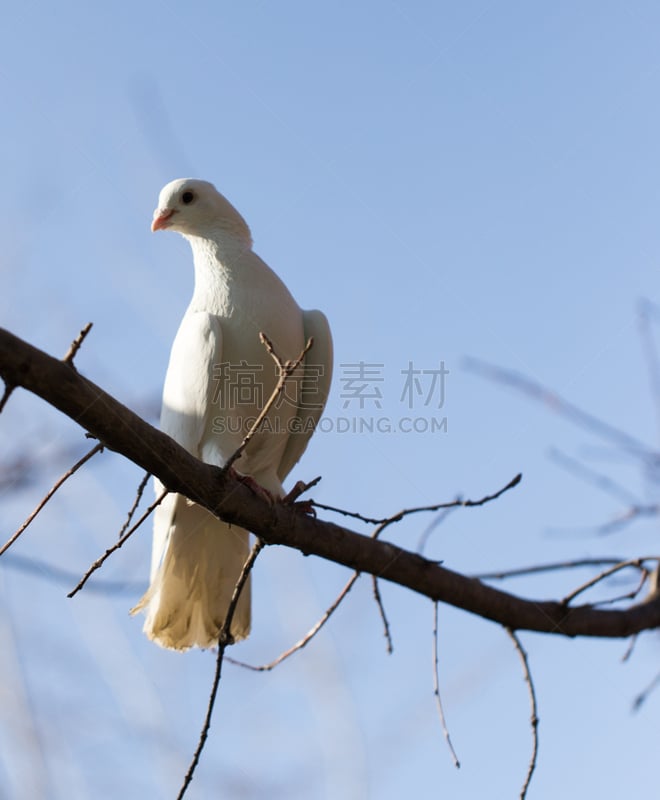 天空,蓝色,斑鸠,白色,哈萨克斯坦,人,白色背景,垂直画幅,野生动物,一个人