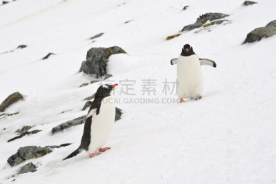 巴布亚企鹅,水平画幅,雪,南极半岛,无人,鸟类,企鹅,大群动物,库佛维尔岛,户外