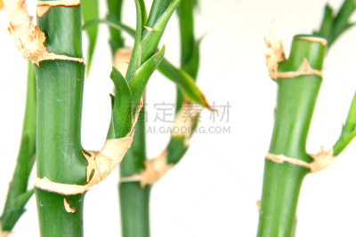 竹,风水,禅宗,气候,水平画幅,无人,生物学,植物,热带气候