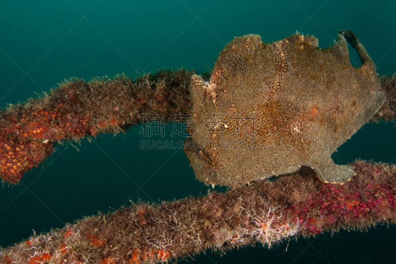 commerson's frogfish,自然,襞鱼科,水平画幅,无人,水下,海洋生命,锚绳,海洋,北苏拉威西